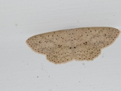 Cyclophora turneri