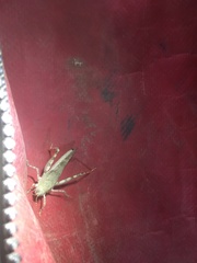 Heliastus sumichrasti