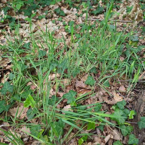 Creeping soft grass (Holcus mollis)