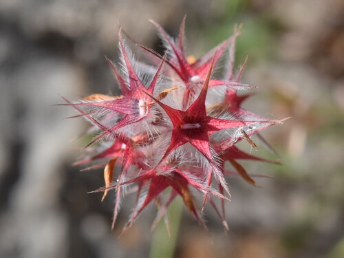Star Clover