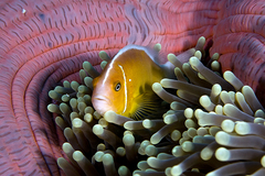 False Skunkstriped Anemonefish photo 3