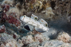 Signigobius biocellatus