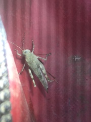 Heliastus sumichrasti