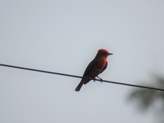 Pyrocephalus rubinus