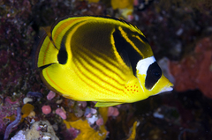 Raccoon Butterflyfish - Photo (c) terence zahner, some rights reserved (CC BY-NC), uploaded by terence zahner