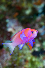 Pseudanthias pleurotaenia