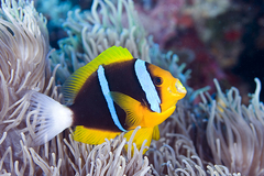 Orangefin Anemonefish photo 2