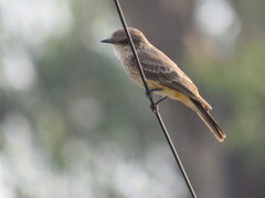 Pyrocephalus rubinus