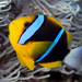 Orangefin Anemonefish - Photo (c) terence zahner, some rights reserved (CC BY-NC), uploaded by terence zahner