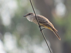 Pyrocephalus rubinus