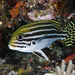 Striped Sweetlips - Photo (c) terence zahner, some rights reserved (CC BY-NC), uploaded by terence zahner