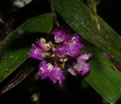 Elleanthus capitatus