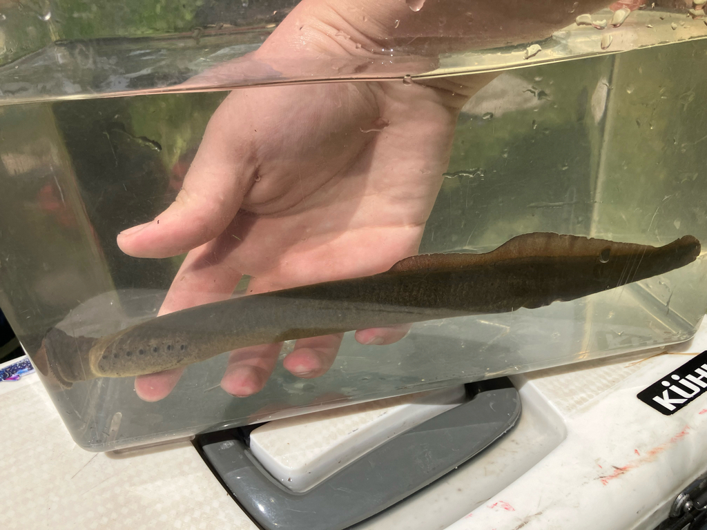 Zilverprik (Ichthyomyzon unicuspis) — Petromyzontidae