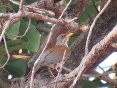 Turdus rufopalliatus