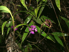 Elleanthus capitatus