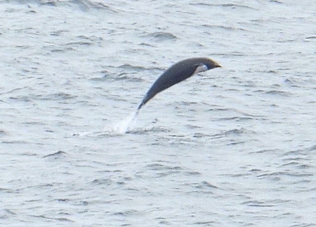 Northern right whale dolphin leaping clear of the water