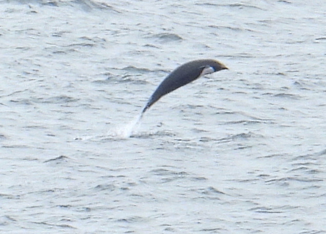 Lissodelphis borealis