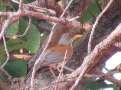 Turdus rufopalliatus