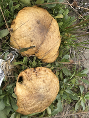 Suillus pseudobrevipes