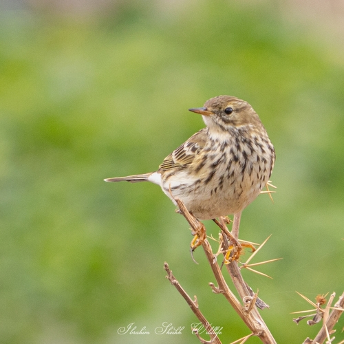 Meadow Pipit