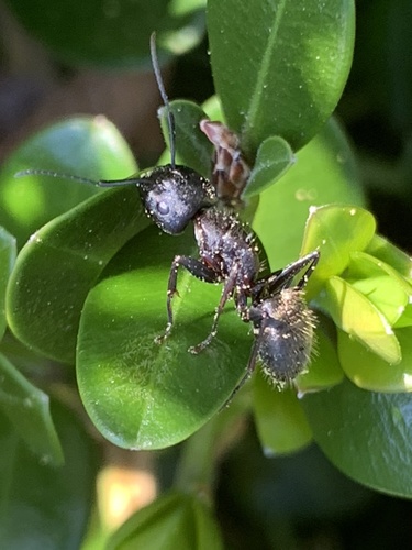 Eastern black carpenter ant