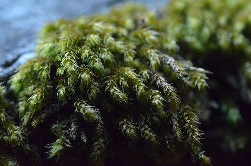 Plasteurhynchium meridionale, 2026-04-26
