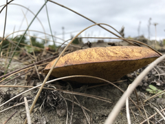 Suillus pseudobrevipes