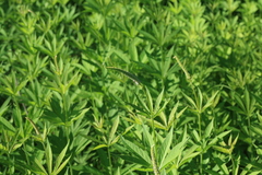 Veronicastrum sibiricum