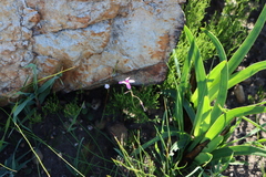 Oxalis livida, photograph (c) Tony Rebelo, some rights reserved (CC BY-SA)