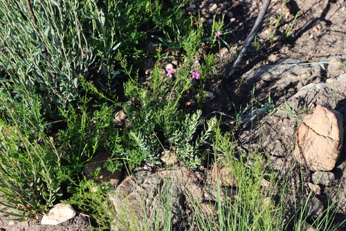 Oxalis livida, photograph 4