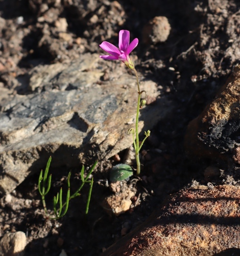 Oxalis livida, photograph 2