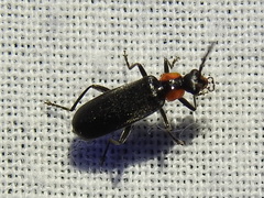 Rhagonycha lineola
