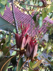 Chiranthodendron pentadactylon