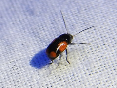 Cryptocephalus quadruplex