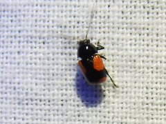 Cryptocephalus quadruplex