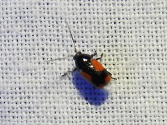 Cryptocephalus quadruplex