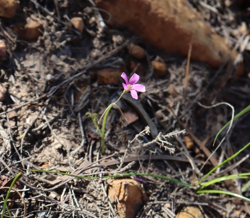 Oxalis livida, photograph 1