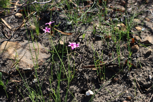 Oxalis livida
