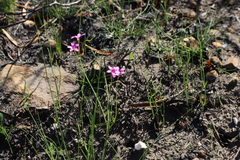 Oxalis livida