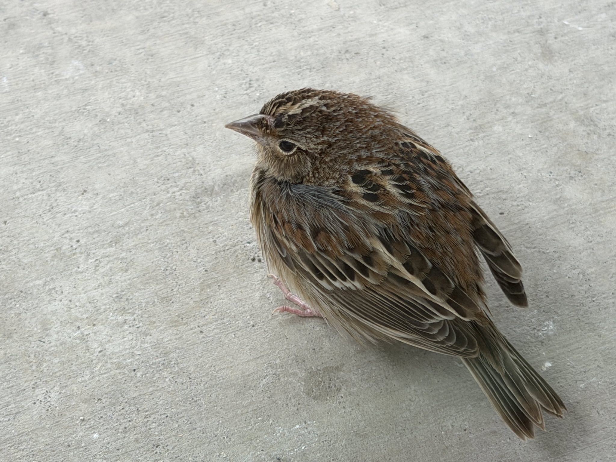 Ammodramus savannarum (J.F.Gmelin, 1789)