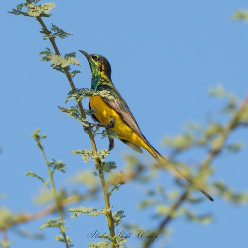 Pygmy Sunbird