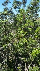 Comarostaphylis diversifolia diversifolia