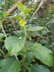 Capsicum rhomboideum