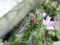 Harmonia axyridis