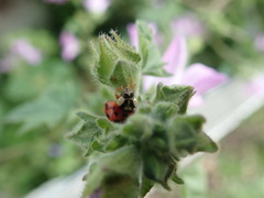 Harmonia axyridis