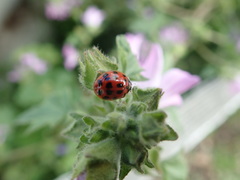 Harmonia axyridis