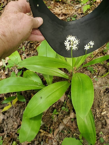 Clintonia umbellulata, photograph 6