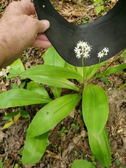Clintonia umbellulata, photograph author not stated, no rights reserved