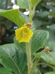 Capsicum rhomboideum
