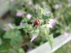 Harmonia axyridis